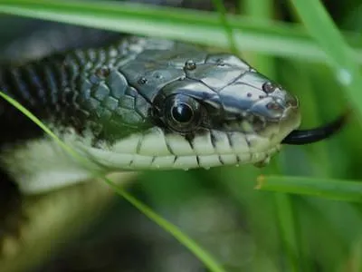 Ha szeretné megtudni, hogyan lehet megkülönböztetni a kígyó a vipera, meg kell tudni, hogy a természet szerelmeseinek