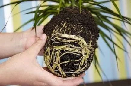 Kiültetés dracaena a hazai és a titkait a legfontosabb szabályokat (feltételek) Transzplantációs dracaena otthon fontos szabályt és titkok