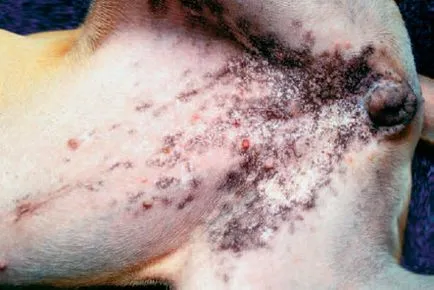 Pyoderma kutyáknál okoz, kezelése és megelőzése (kutya) Gennyes bőrgyulladás kutyáknál okoz, kezelése és megelőzése