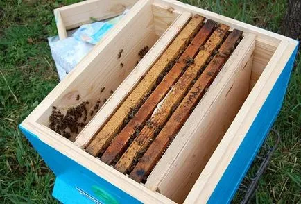 Bee dugvány, amit ők, hogyan lehet a törzsek méhek (bármilyen) Bee dugvány, amit ők, hogyan lehet a törzsek méhek