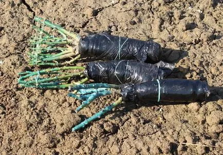 Kiültetés rózsa, mint a legjobb időt, hogy végezzen