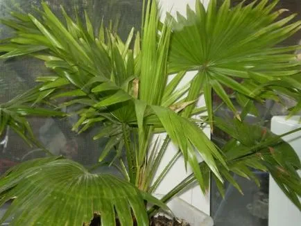 Palm ellátás, termesztés, öntözés, ültetés az otthoni (home) Palm ellátás, termesztés, öntözés, ültetés otthon