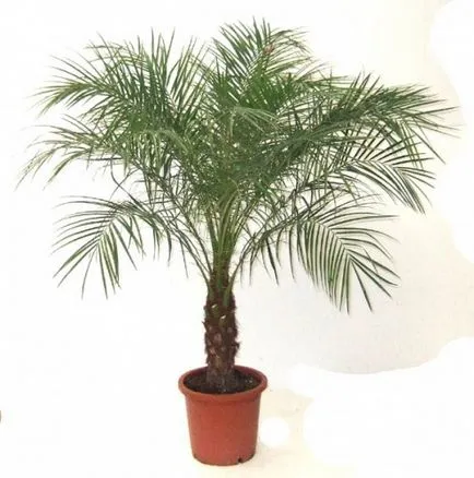 Palm ellátás, termesztés, öntözés, ültetés az otthoni (home) Palm ellátás, termesztés, öntözés, ültetés otthon