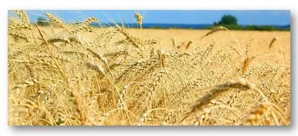 Élelmiszer allergia búza egy gyerek -, hogy milyen termékeket lehet cserélni