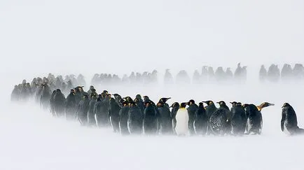 Miért Penguins nem repülnek 2
