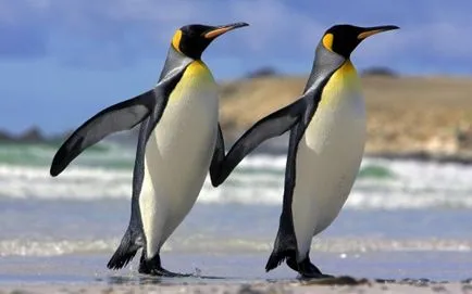 Miért Penguins nem repülnek választ tudósok (Penguins) Miért Penguins nem repülnek válasz tudósok
