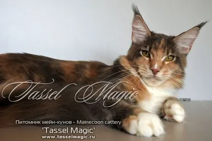 Maine Coon tenyészet címer mágikus Maine Coon tenyészet címer mágia, magic címer