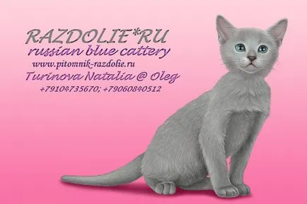 Magyar Ebtenyésztők kék macska razdolie kínál kiscicák címmel szülők, van