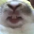 nyúl