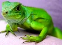 iguana