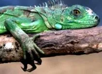iguana
