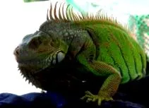 leguángondozás iguánák