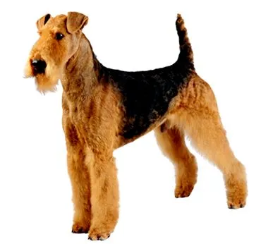 purina
