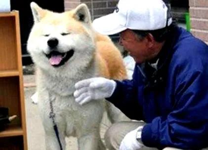 куче