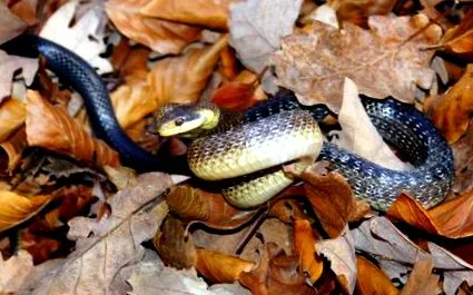 vörös