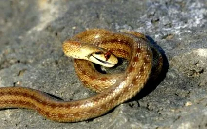 vissza