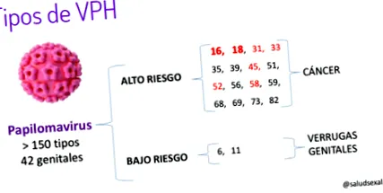 vírus papilloma