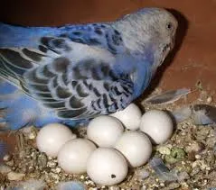 Parrot megeszi a tojást, a háziállatok (kivéve tenyésztésre vissza tartalom) Parrot megeszi a tojást, a háziállatok