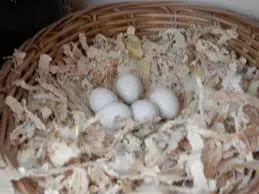 Parrot megeszi a tojást, a háziállatok (kivéve tenyésztésre vissza) Parrot megeszi a tojást, a háziállatok