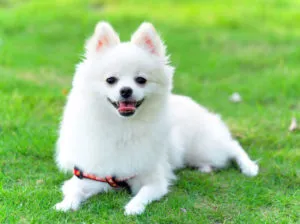 Pomerániai fox - fajta leírást képek és videó