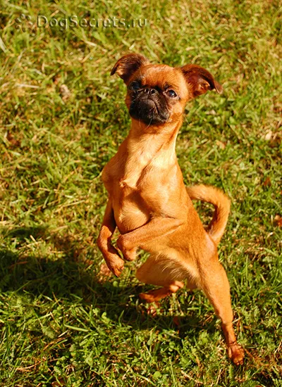 Breed Petit Brabancon karakter, ahol vásárolni, az ára kölykök, fotó (Petit Brabancon) Breed Petit Brabancon karakter, ahol vásárolni, az ára kölykök, fotók