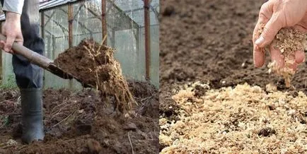 Termékenyítő sárgarépa nyílt terepen műtrágya és gondozás, ha ültetés és művelés (talaj) Termékenyítő sárgarépa nyílt terepen műtrágya és gondozás, ha ültetés és a növekvő