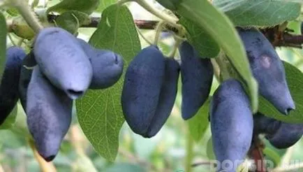 Ültess egy fát, milyen fákat ültetni a helyszínen, milyen a növény egy fa az ősszel jobb