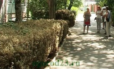 Ültetési és gondozási puszpáng, szaporítás dugványozással