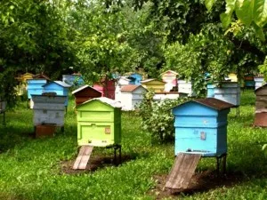 Ami a tartalmát a méhek az otthoni (feltételek) Szabályzat méhészeti otthon