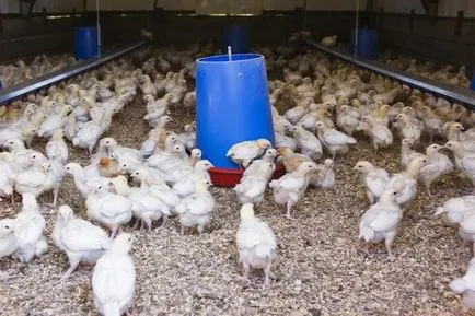 A gyógyszer chiktonik - használati utasítás a broiler csirkék (oktatás) A gyógyszer chiktonik - használati utasítás a broiler csirkék