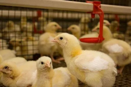 A gyógyszer chiktonik - használati utasítás a broiler csirkék (oktatás) A gyógyszer chiktonik - használati utasítás a broiler csirkék