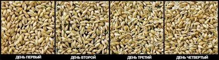 Előállítása árpamaláta otthon