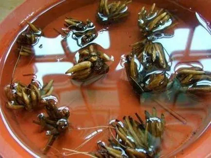 Ranunkulyus (fotó) vetés és gondozás, fotók és funkciók boglárka