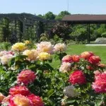 Roses az országban (38 fotó) különösen szívós, évelő növények, hogyan kell bevenni fotók és videók