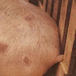 Sertésorbánc kórokozója, a kezelés, a tünetek megelőzése és felszámolása a Veterinary Services