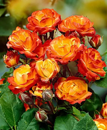 Roses az országban (38 fotó) különösen szívós, évelő növények, hogyan kell bevenni fotók és videók