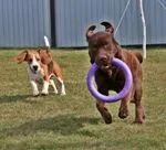 Boldog születésnapot, kedvenc kutya! Canine hétköznap - kutya Bajkál régió (a hónap az évben) Boldog születésnapot, kedvenc kutya! Canine hétköznap - kutya Bajkál régió