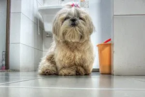 Shih Tzu - a fotó, leírás fajta, gondoskodás, kölykök (ár és faiskolák), „hogy mancs”