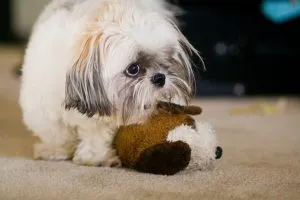 Shih Tzu - a fotó, leírás fajta, gondoskodás, kölykök (ár és faiskolák), „hogy mancs”