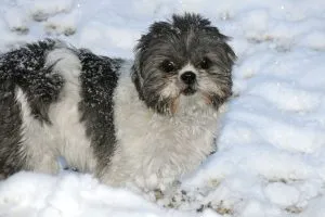 Shih Tzu - a fotó, leírás fajta, gondoskodás, kölykök (ár és faiskolák), „hogy mancs”
