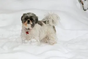 Shih Tzu - a fotó, leírás fajta, gondoskodás, kölykök (ár és faiskolák), „hogy mancs”