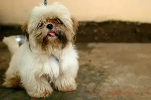 Shih Tzu - a fotó, leírás fajta, gondoskodás, kölykök (ár és faiskolák), „hogy mancs”
