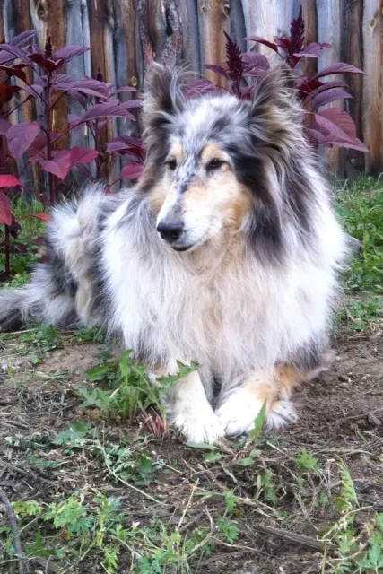 Boldog születésnapot, kedvenc kutya! Canine hétköznap - kutya Bajkál régió (kutya) Boldog születésnapot, kedvenc kutya! Canine hétköznap - kutya Bajkál régió