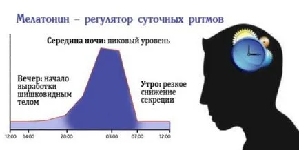 A tobozmirigy vagy epiphysise - mi ez és szerepe az emberi életben