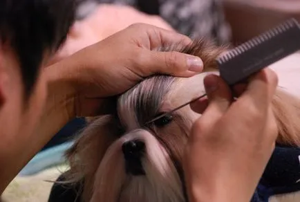 Shih Tzu vagy kutya császárok fotó és a fajta leírása