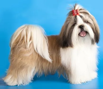 Shih Tzu kutyafajta leírása fotókkal, milyen jellegű, vélemények
