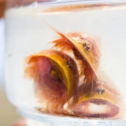 Barrier (triopsidae)