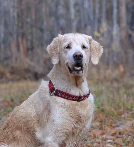 Boldog születésnapot, kedvenc kutya! Canine hétköznap - kutya Bajkál régió (teremtés) Boldog születésnapot, kedvenc kutya! Canine hétköznap - kutya Bajkál régió