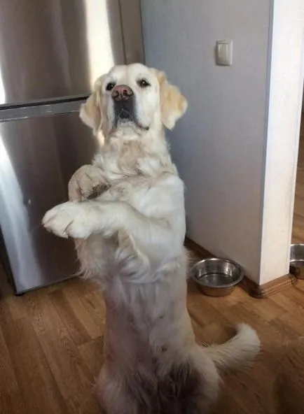 Boldog születésnapot, kedvenc kutya! Canine hétköznap - kutya Bajkál régió (kutya) Boldog születésnapot, kedvenc kutya! Canine hétköznap - kutya Bajkál régió
