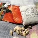 Scorzonera (fekete gyökér) - Vetőmagtermesztés, receptek, nyári napon rezidens
